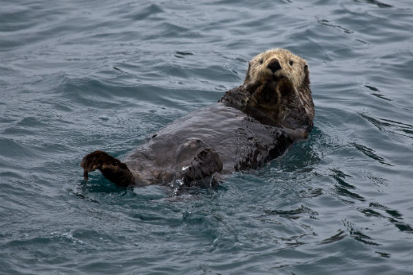 sea otter in the water sea otter in the water