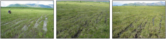 photo progression that shows recovery of a field over 10 years