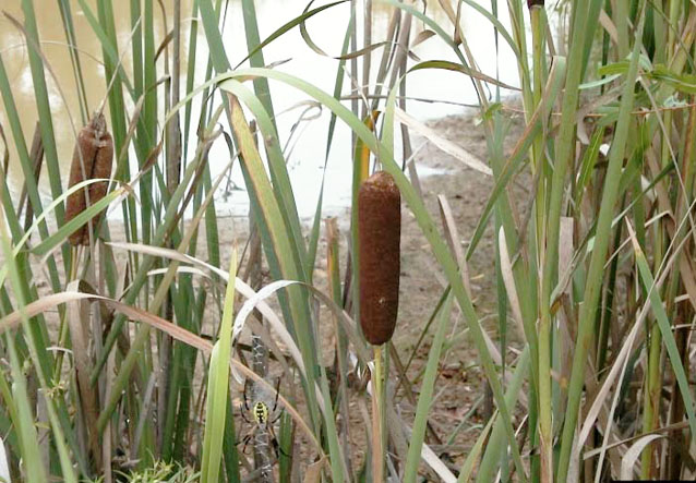 Cattail inflorescence amidst cattail leaf blades Cattail inflorescence amidst cattail leaf blades