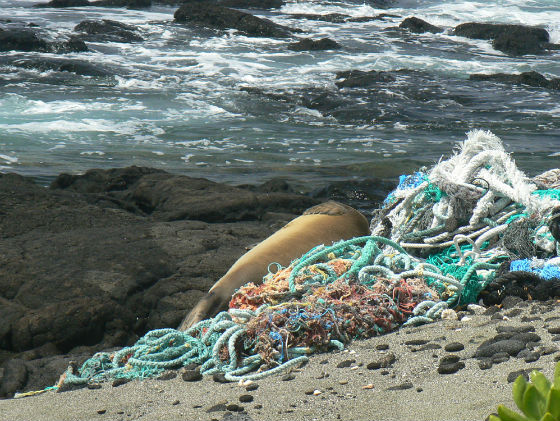monk seal on beach with marine debris