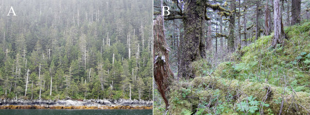 shoreline view of forests