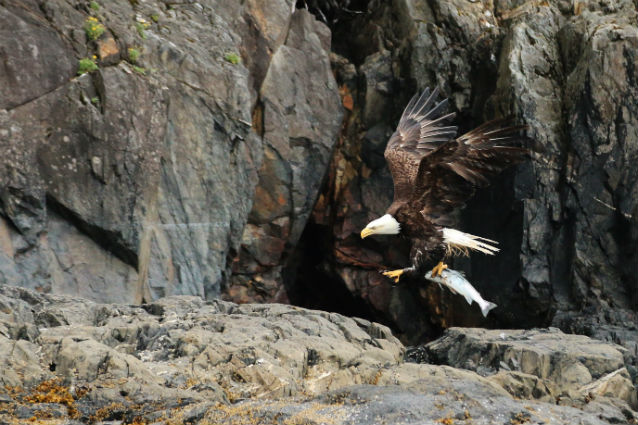 bald eagle flying with fish