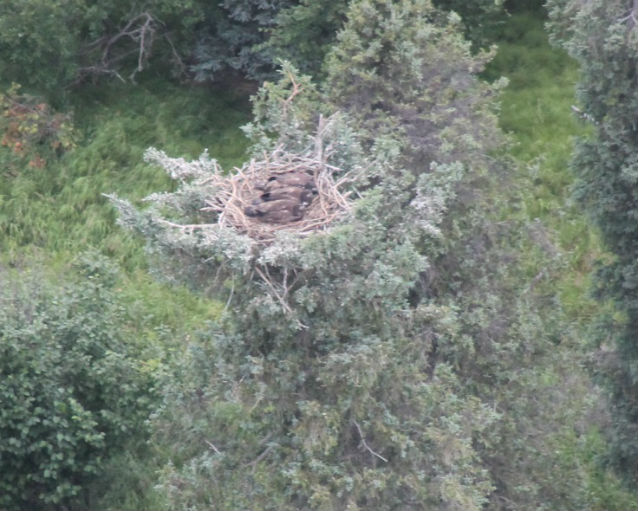 bald eagle chicks in nest