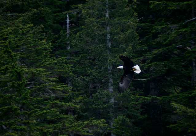 bald eagle in flight