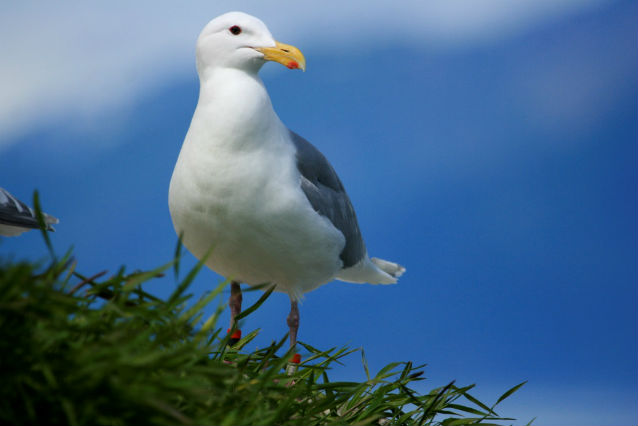 gull gull