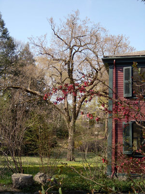 Pink blossoms on a quince branch bring color to a spring landscape, beside a red and green house. 