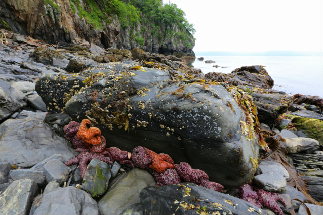 healthy sea stars in Kenai Fjords National Park in 2015