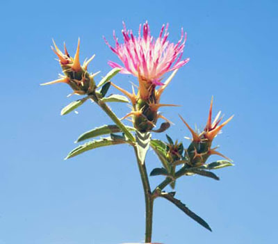 Purple starthistle flower against a blue sky