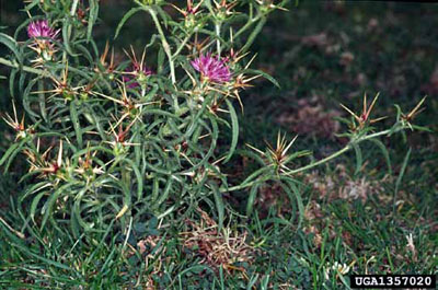 Branched stems of purple starthistle