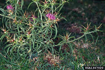 Branched stems of purple starthistle Branched stems of purple starthistle
