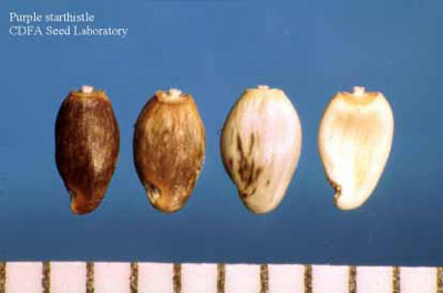 Four differently shaded starthistle fruits, from brown to white.