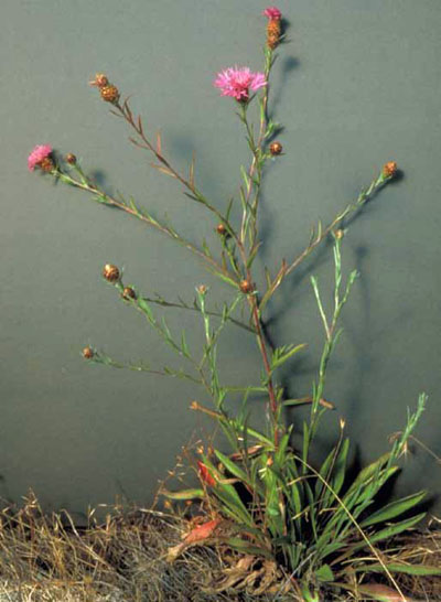 Image of Brown knapweed in meadow