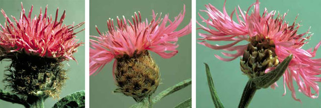 Flower heads of black knapweed (left), meadow knapweed (middle), and brown knapweed (right).