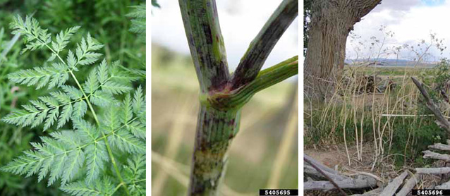 Poison hemlock leaves (left), blotchy stem (middle), and plants after flowering (right). Poison hemlock leaves (left), blotchy stem (middle), and plants after flowering (right).