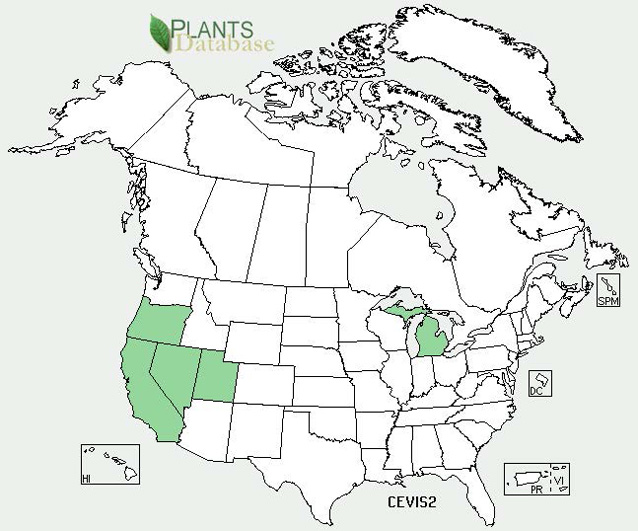 Distribution map for squarrose knapweed