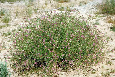 Bushy, highly branched squarrose knapweed plant