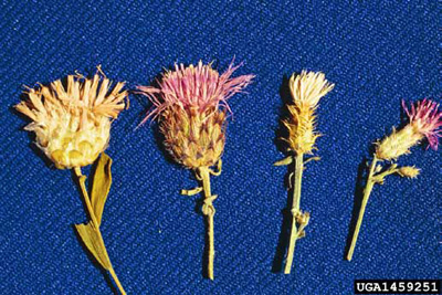 Four flowers, side-by-side, from four different species of knapweed