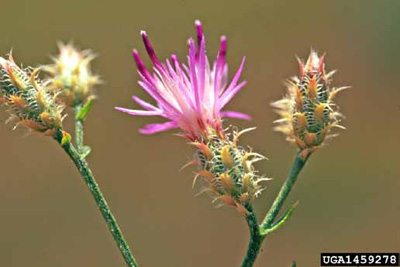 Purple squarrose knapweed flower with bracts underneath