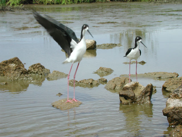 wading birds