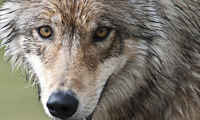 a close up of a wolf face