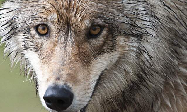 a close up of a wolf face a close up of a wolf face