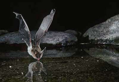 Townsend’s big-eared bat gets a drink of water Townsend’s big-eared bat gets a drink of water