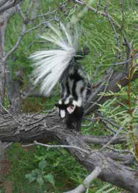 Spotted skunk on a large tree branch Spotted skunk on a large tree branch