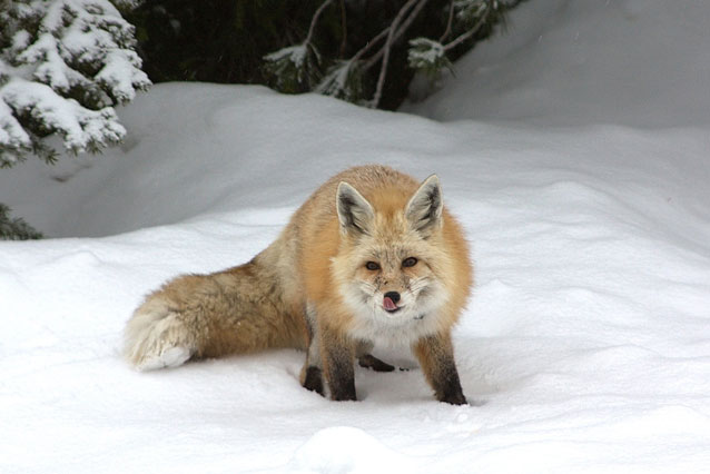 red fox in snow