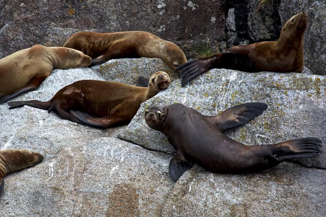 six large sea lions on a rock six large sea lions on a rock