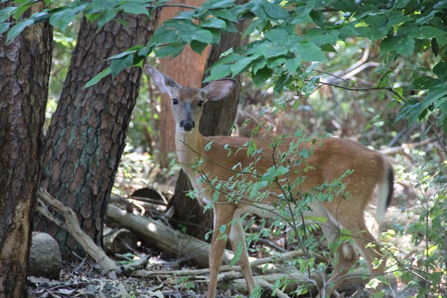 a deer in a forest a deer in a forest