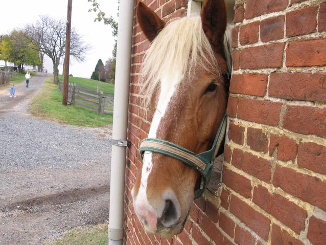 a horse head peering out of a brick barn a horse head peering out of a brick barn