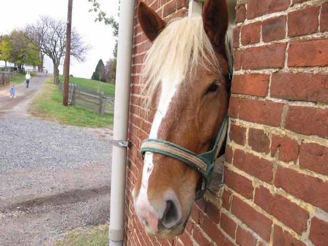 a horse head peering out of a brick barn