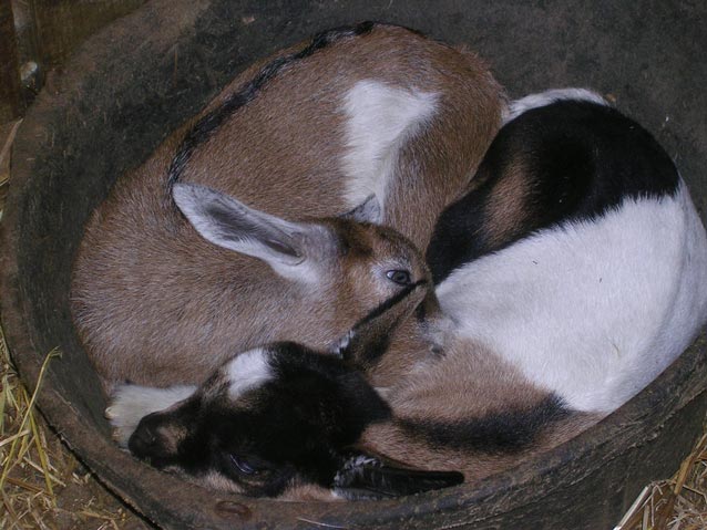 two baby goats curled up in a tub