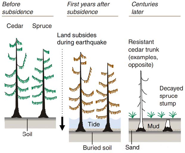 trees before after subsidence