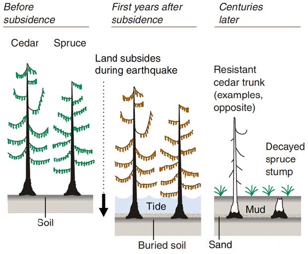 trees before after subsidence trees before after subsidence