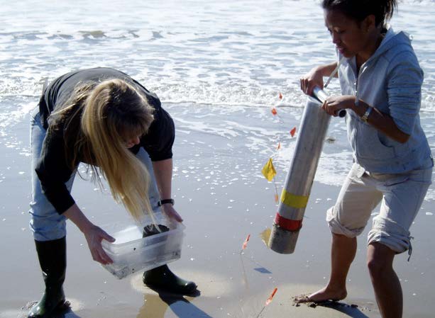 students collecting sand crabs students collecting sand crabs