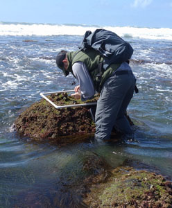 A man searches for organisms in a tide pool off Cabrillo National Monument. A man searches for organisms in a tide pool off Cabrillo National Monument.