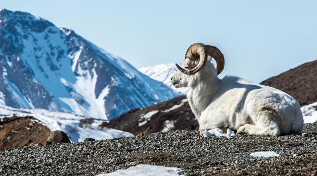 a dall sheep ram lays in front of a snowy mountain