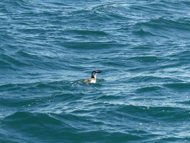 live common murre on water live common murre on water