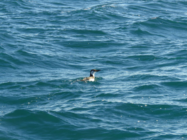 live common murre on water