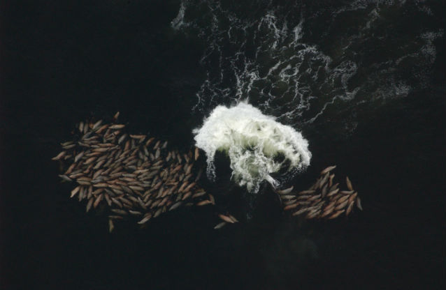 sea lions following fish