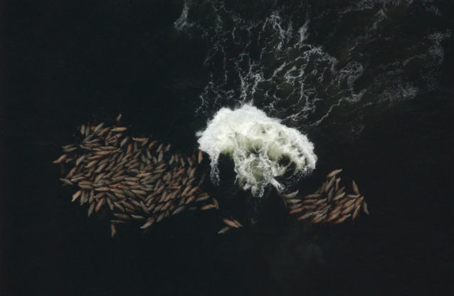 sea lions following fish sea lions following fish