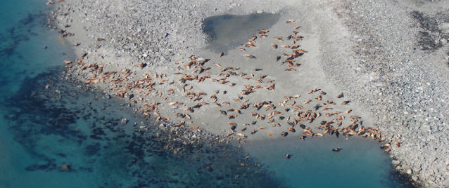 steller sea lions hauled out near prey patch steller sea lions hauled out near prey patch