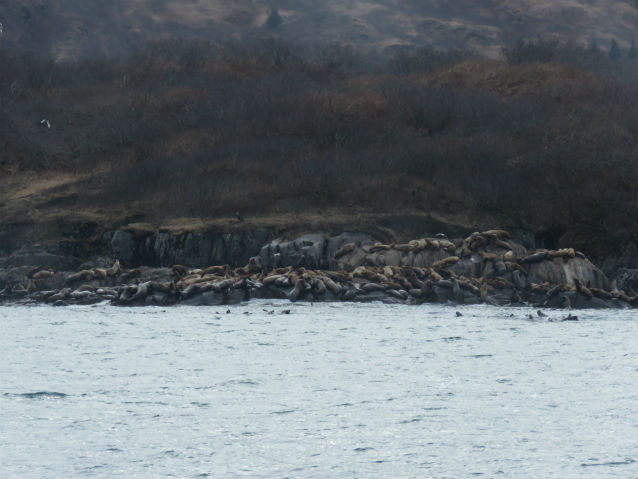 Steller sea lions hauled out in Kukak Bay