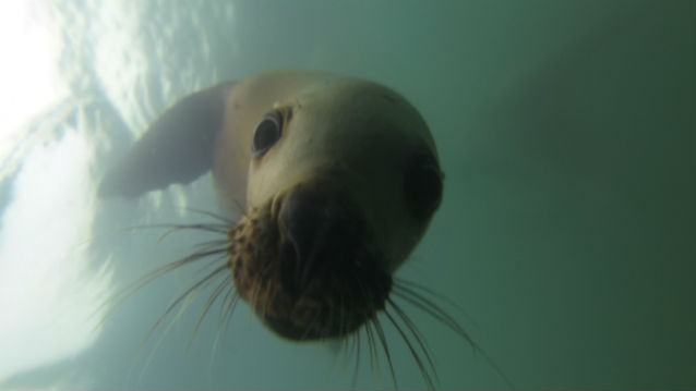 still video image of steller sea lion in water