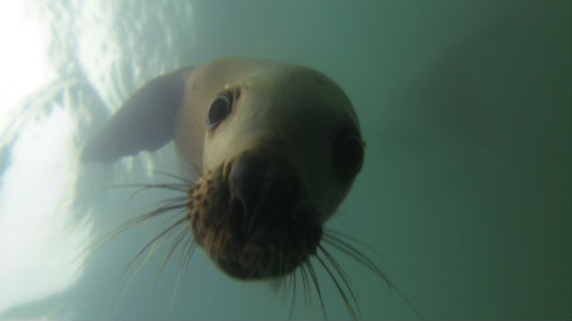 still video image of steller sea lion in water still video image of steller sea lion in water