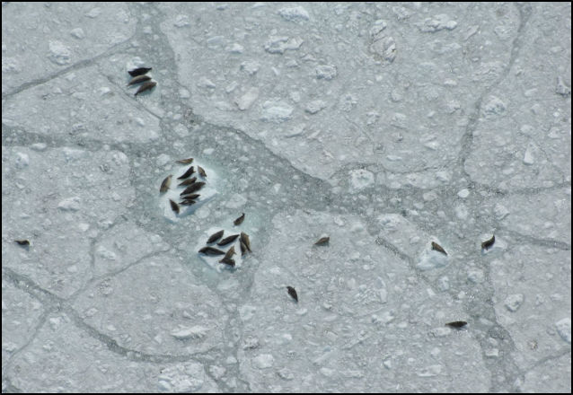 harbor seals on glacier ice
