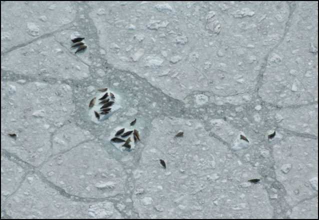 harbor seals on glacier ice harbor seals on glacier ice