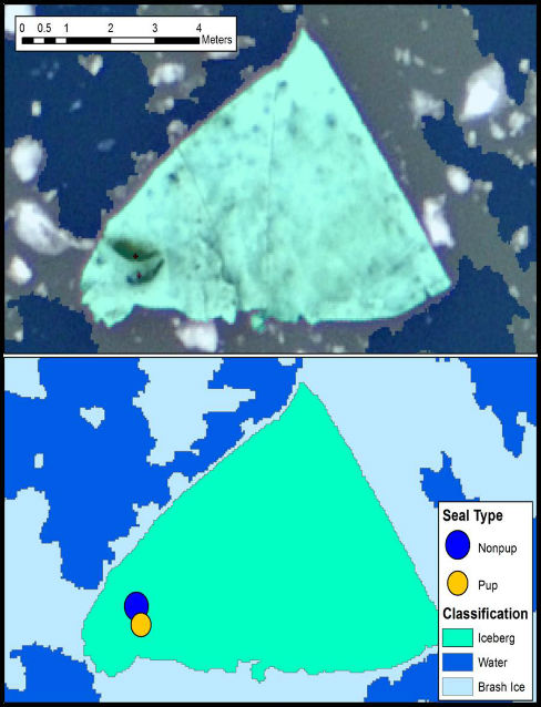digital image of seals on iceberg and ice classification