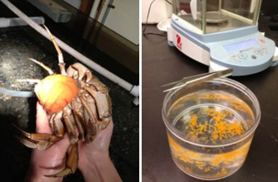 experimenting with dungeness crabs experimenting with dungeness crabs